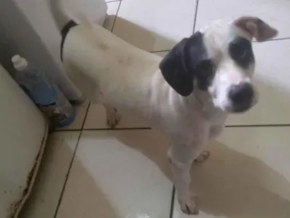 Cachorro raça Yorkshire idade 2 anos nome Bambi