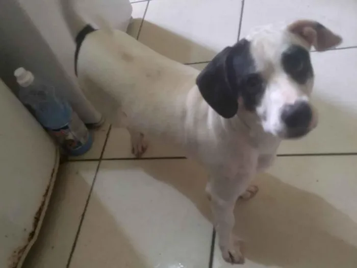 Cachorro ra a Yorkshire idade 2 anos nome Bambi