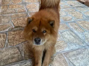 Cachorro raça Chow Chow idade 6 ou mais anos nome JORGE