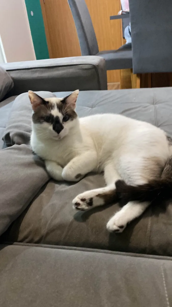 Gato ra a SRD-ViraLata idade 1 ano nome Afonso 