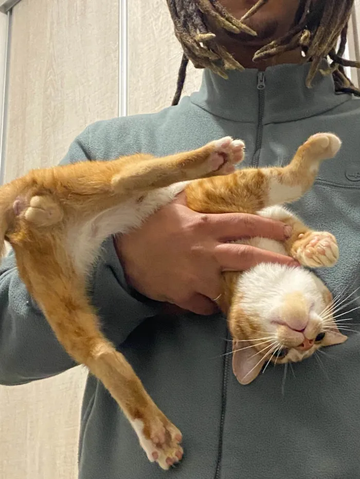 Gato ra a SRD-ViraLata idade 2 a 6 meses nome Pedrinho 