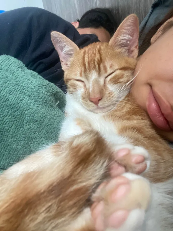 Gato ra a SRD-ViraLata idade 2 a 6 meses nome Pedrinho 