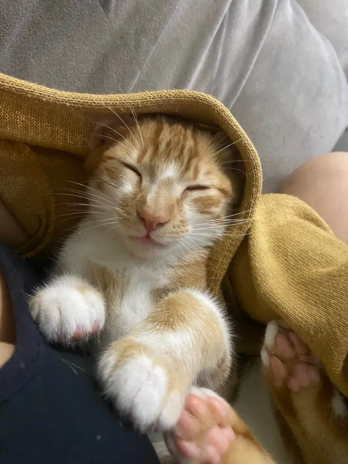 Gato ra a SRD-ViraLata idade 2 a 6 meses nome Pedrinho 