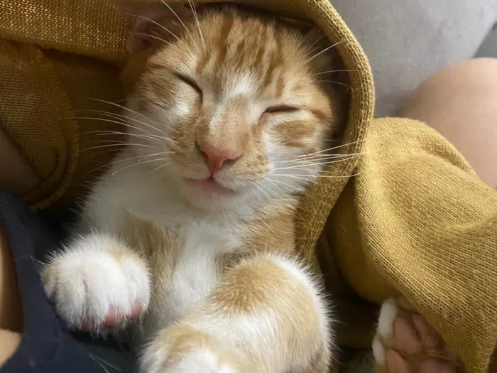 Gato ra a SRD-ViraLata idade 2 a 6 meses nome Pedrinho 