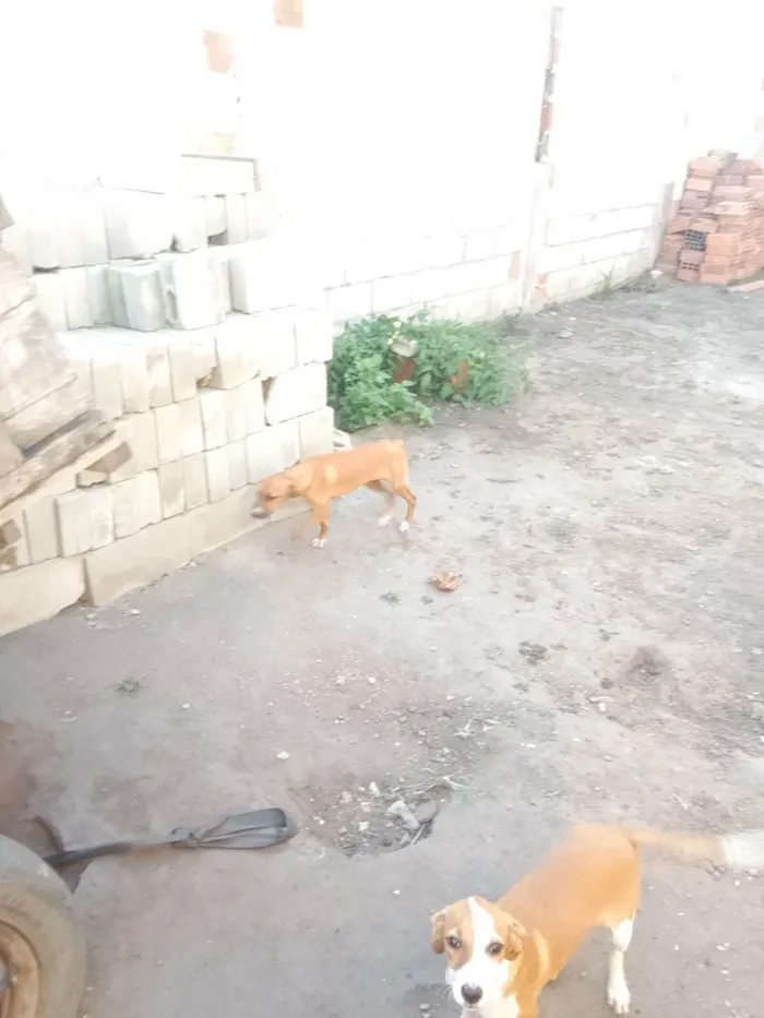 Cachorro ra a SRD-ViraLata idade 7 a 11 meses nome Dog Dudu