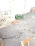 Dog Dudu