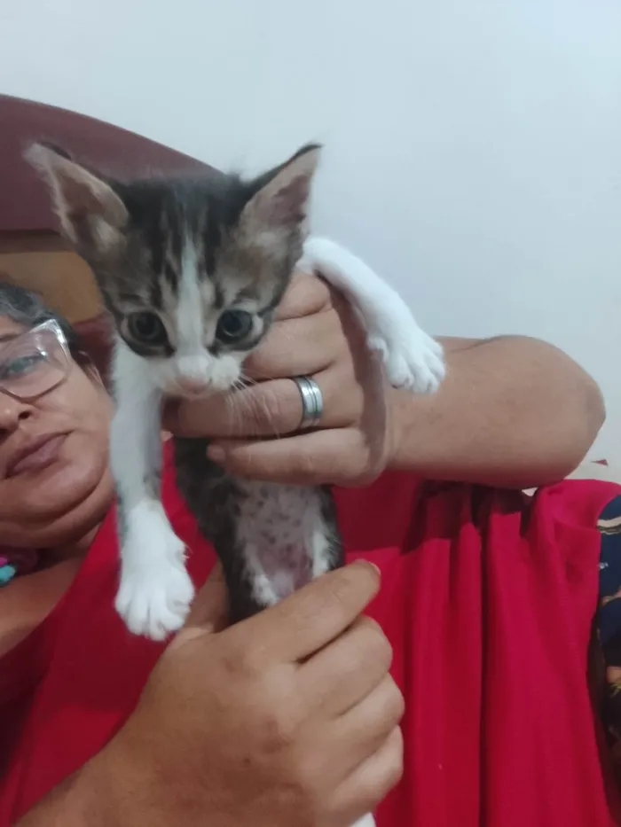 Gato ra a SRD-ViraLata idade 2 a 6 meses nome Petisco