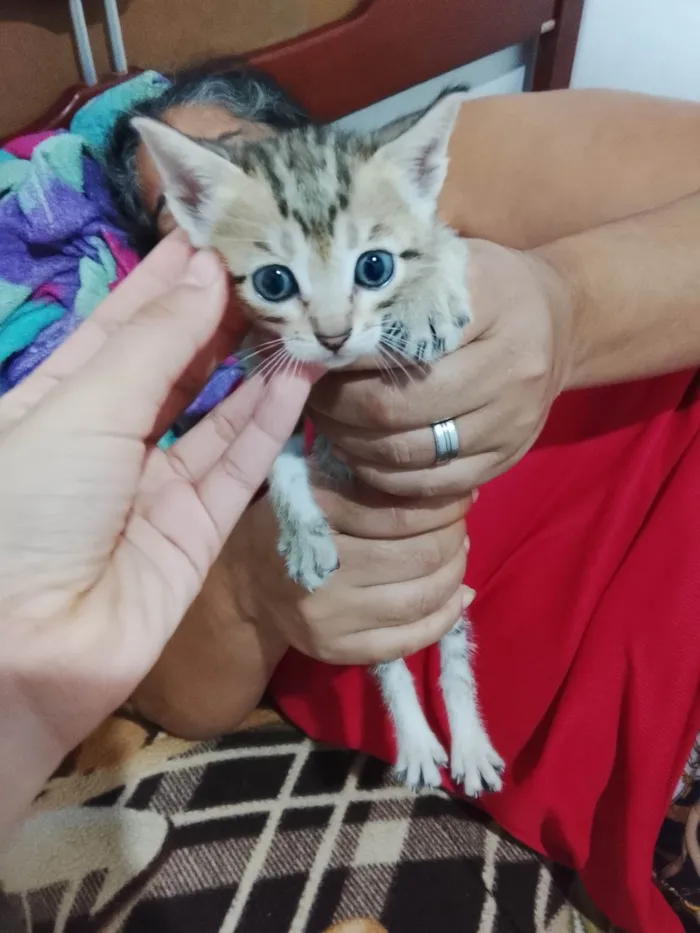 Gato ra a SRD-ViraLata idade 2 a 6 meses nome Thayna dos santos 