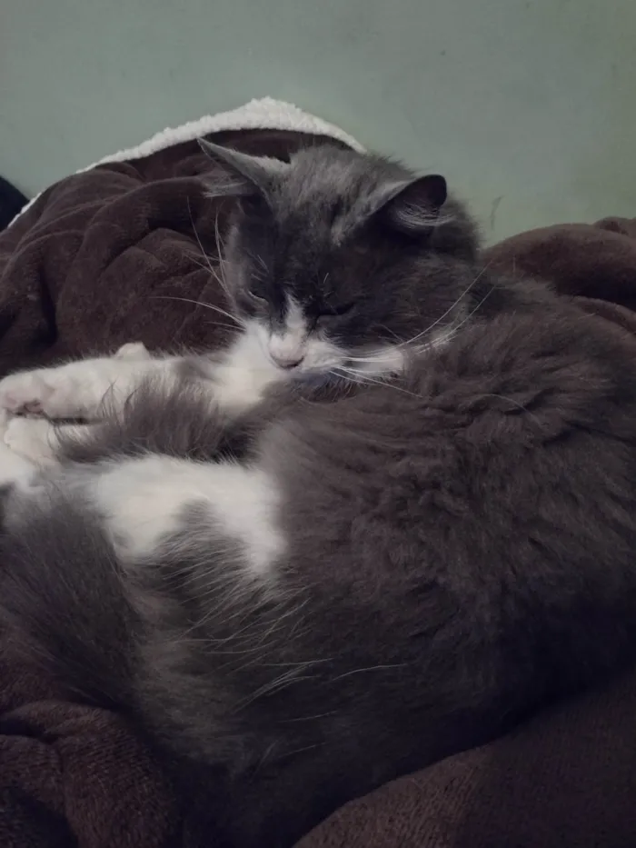 Gato ra a Angorá idade 3 anos nome Shadow 