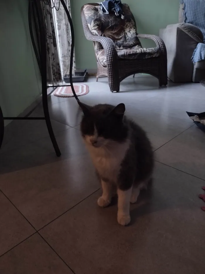 Gato ra a Angorá idade 3 anos nome Shadow 