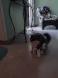 Shadow 