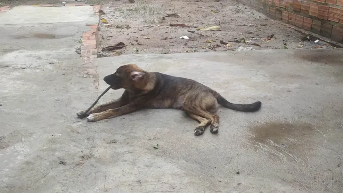Cachorro ra a SRD-ViraLata idade 7 a 11 meses nome Apolo 