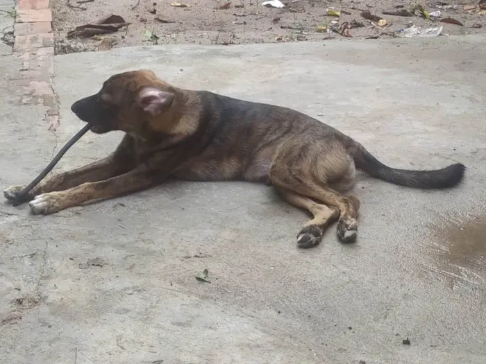 Cachorro ra a SRD-ViraLata idade 7 a 11 meses nome Apolo 