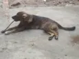 Apolo