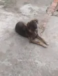 Apolo