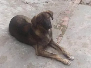 Cachorro raça SRD-ViraLata idade 7 a 11 meses nome Apolo 