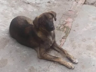 Cachorro raça SRD-ViraLata idade 7 a 11 meses nome Apolo 