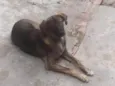 Apolo