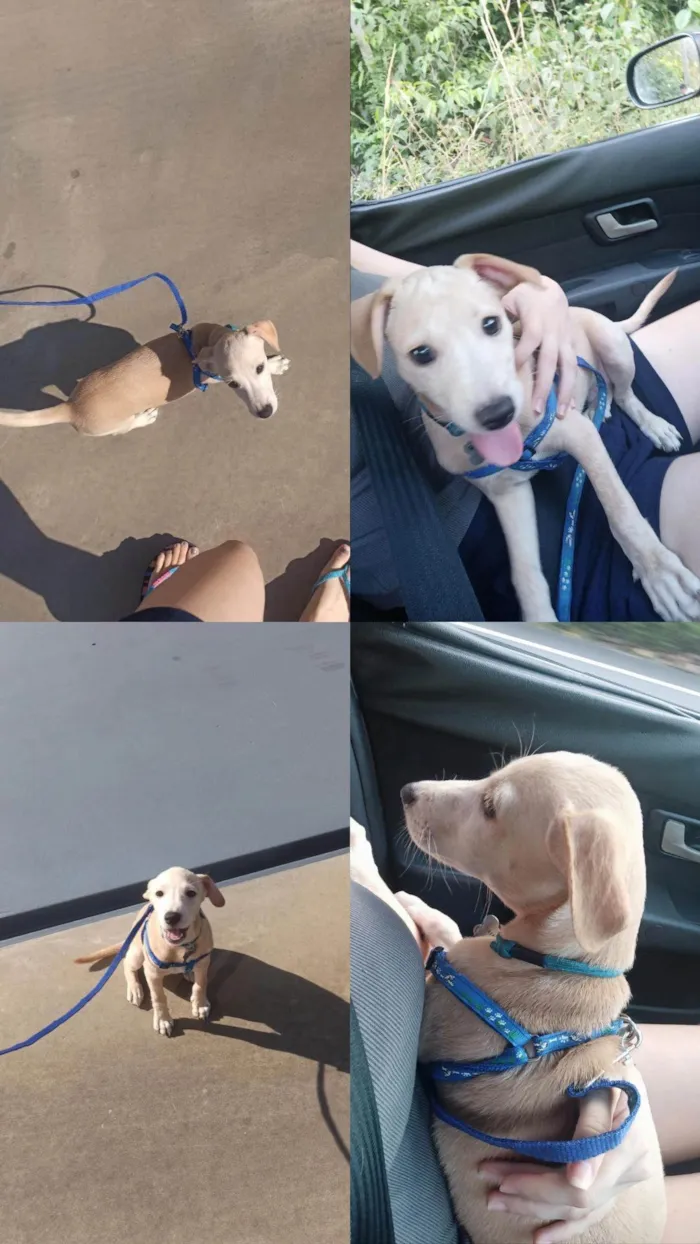 Cachorro ra a SRD-ViraLata idade 2 a 6 meses nome Billy 