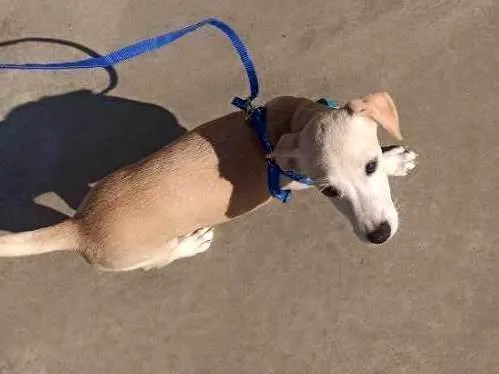 Cachorro ra a SRD-ViraLata idade 2 a 6 meses nome Billy 