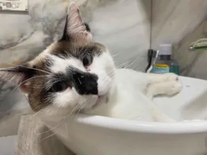 Gato raça SRD-ViraLata idade 1 ano nome Afonso 