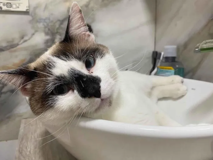 Gato ra a SRD-ViraLata idade 1 ano nome Afonso 
