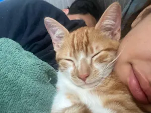 Gato raça SRD-ViraLata idade 2 a 6 meses nome Pedrinho 