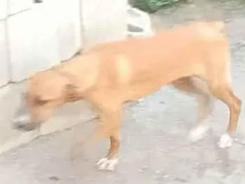 Cachorro raça SRD-ViraLata idade 7 a 11 meses nome Dog Dudu