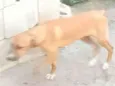 Dog Dudu
