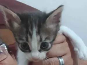 Gato raça SRD-ViraLata idade 2 a 6 meses nome Petisco