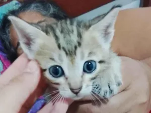 Gato raça SRD-ViraLata idade 2 a 6 meses nome Thayna dos santos 