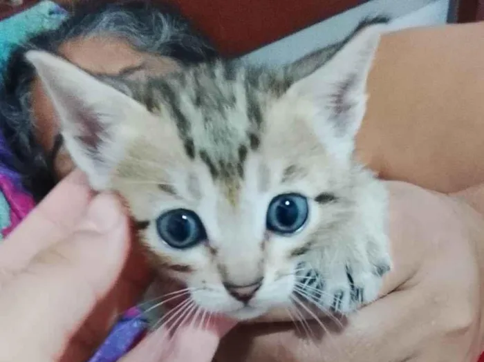 Gato ra a SRD-ViraLata idade 2 a 6 meses nome Thayna dos santos 