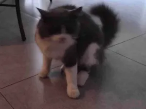 Gato raça Angorá idade 3 anos nome Shadow 