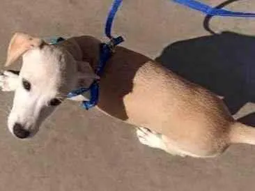 Cachorro raça SRD-ViraLata idade 2 a 6 meses nome Billy 