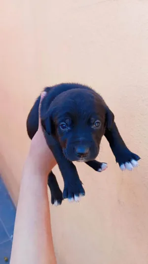 Cachorro raça SRD-ViraLata idade Abaixo de 2 meses nome Nao tem 