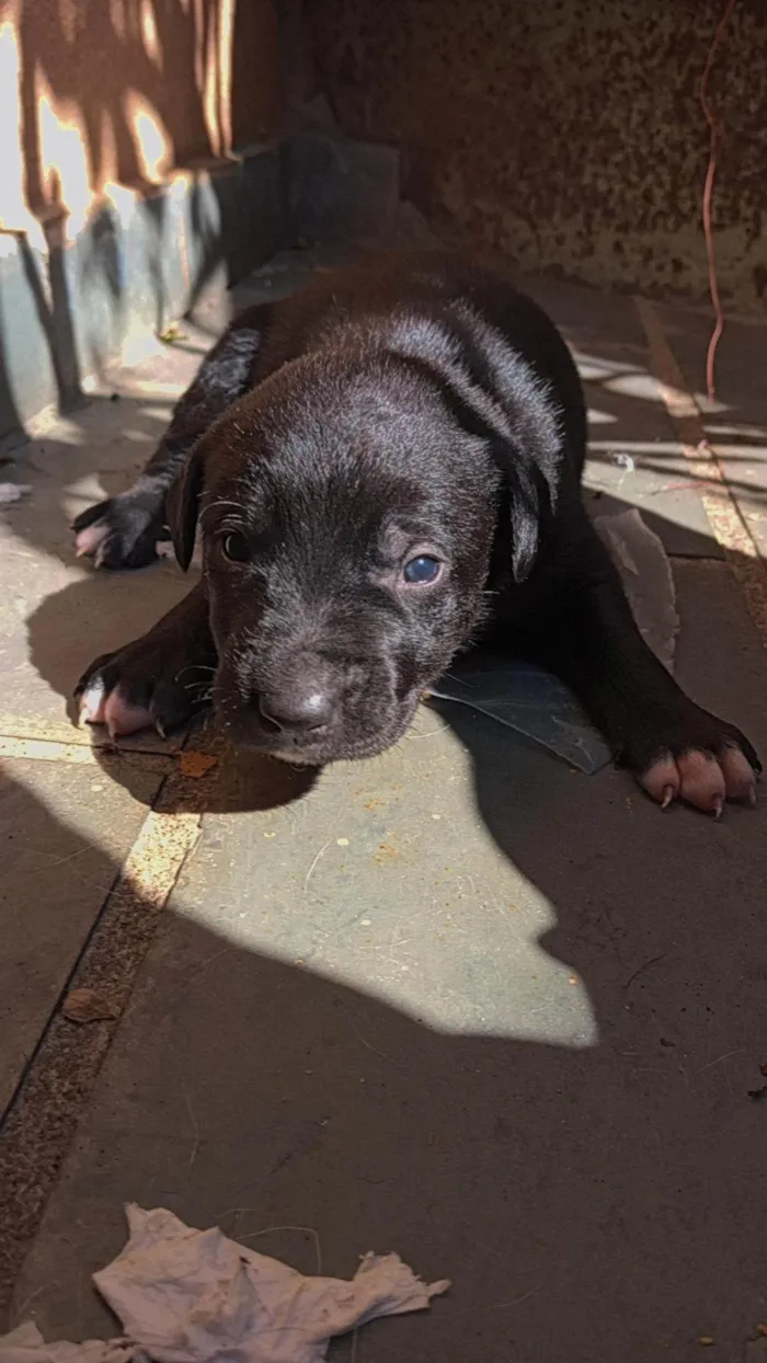 Cachorro ra a SRD-ViraLata idade Abaixo de 2 meses nome Nao tem 