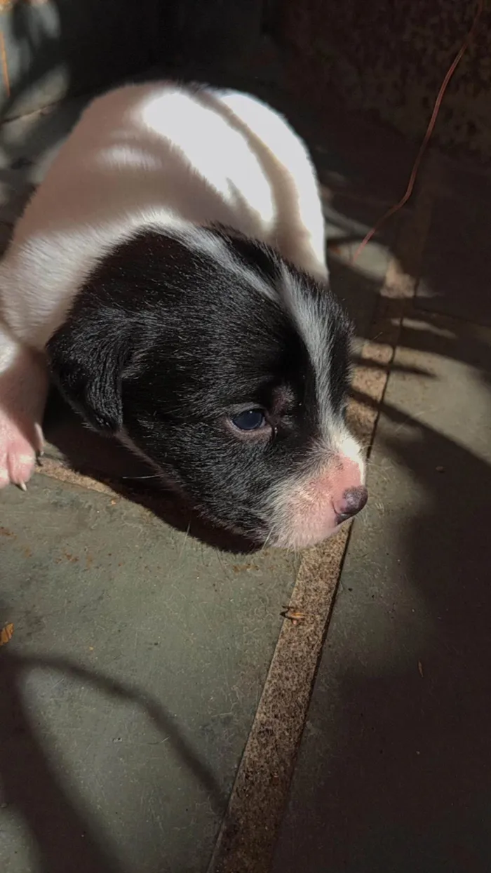 Cachorro ra a SRD-ViraLata idade Abaixo de 2 meses nome Nao tem 