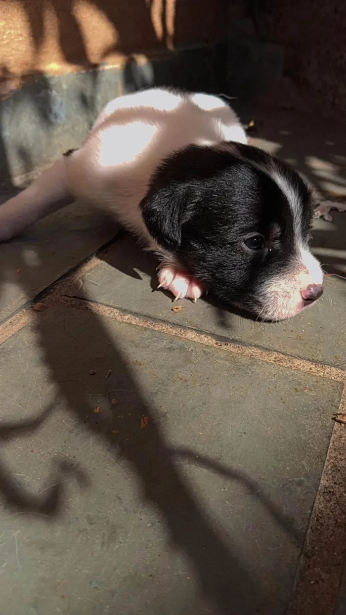 Cachorro ra a SRD-ViraLata idade Abaixo de 2 meses nome Nao tem 