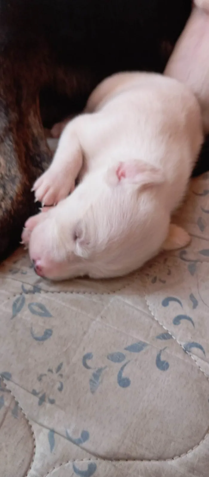 Cachorro ra a SRD-ViraLata idade Abaixo de 2 meses nome Nao tem 