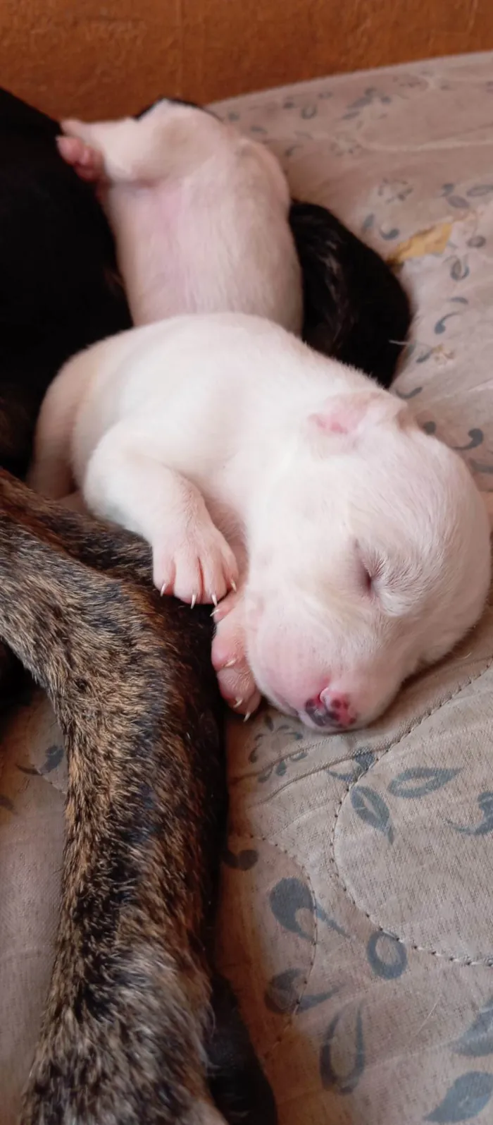 Cachorro ra a SRD-ViraLata idade Abaixo de 2 meses nome Nao tem 