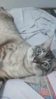 Afrânio 