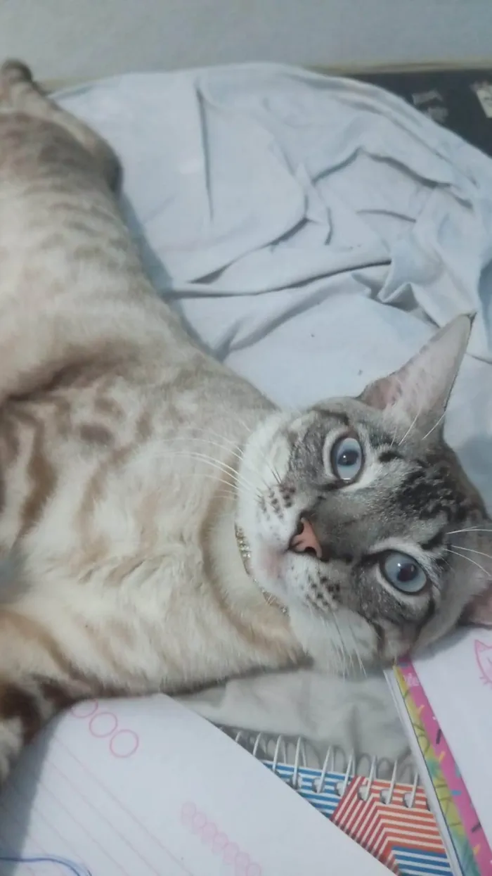 Gato ra a SRD-ViraLata idade 2 anos nome Afrânio 