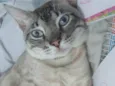 Afrânio 