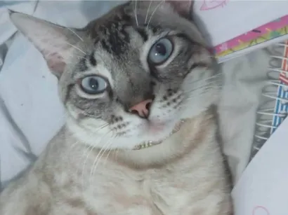 Gato raça SRD-ViraLata idade 2 anos nome Afrânio 