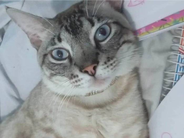 Gato ra a SRD-ViraLata idade 2 anos nome Afrânio 