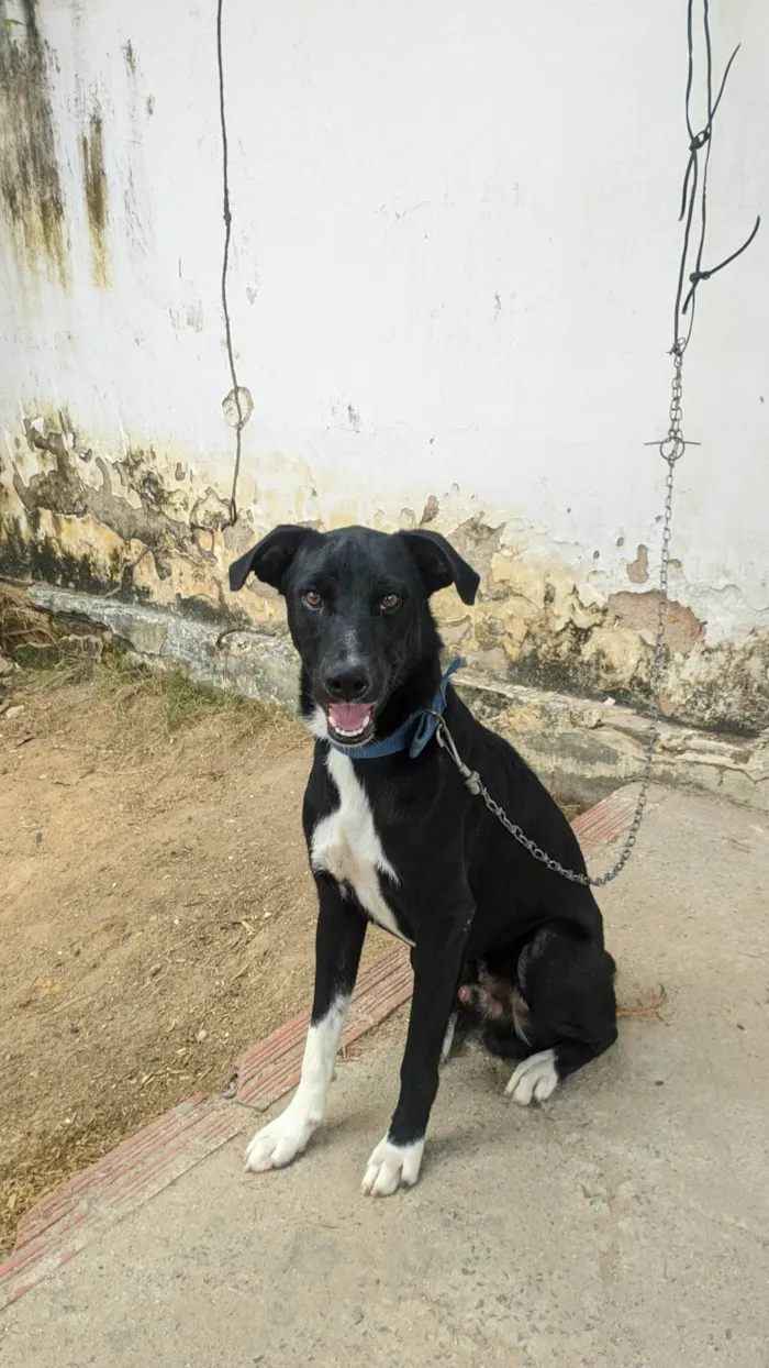 Cachorro ra a SRD-ViraLata idade 7 a 11 meses nome Pickles