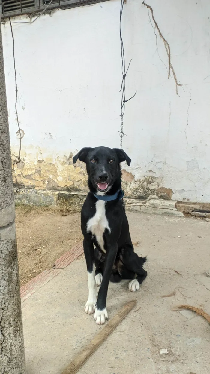 Cachorro ra a SRD-ViraLata idade 7 a 11 meses nome Pickles