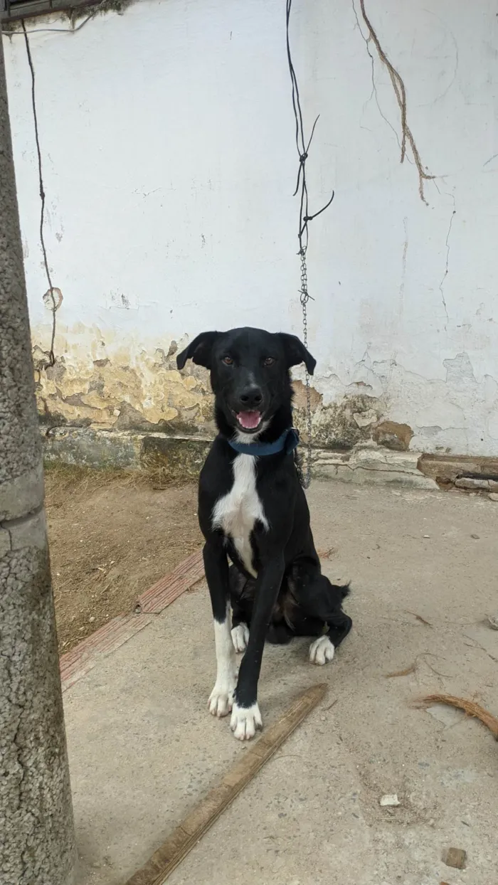 Cachorro ra a SRD-ViraLata idade 7 a 11 meses nome Pickles