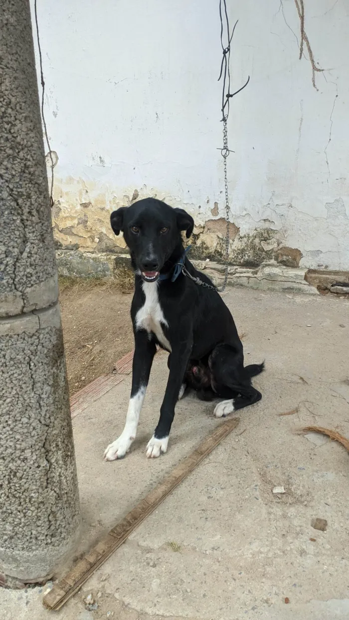Cachorro ra a SRD-ViraLata idade 7 a 11 meses nome Pickles