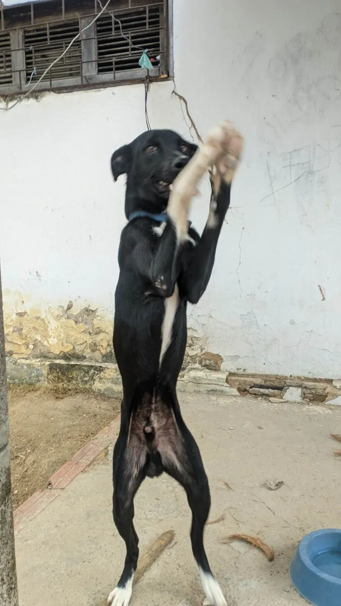 Cachorro ra a SRD-ViraLata idade 7 a 11 meses nome Pickles